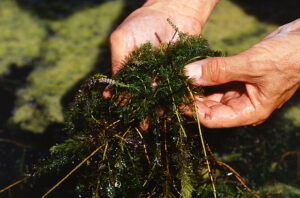 Water Weed Water Milfoil