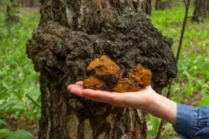 DIAMOND SHRUUMZ The Antioxidant Strength of Chaga