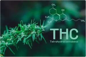 Is HHC the same as THC?